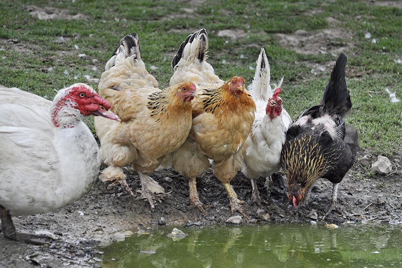 Animaux de la ferme